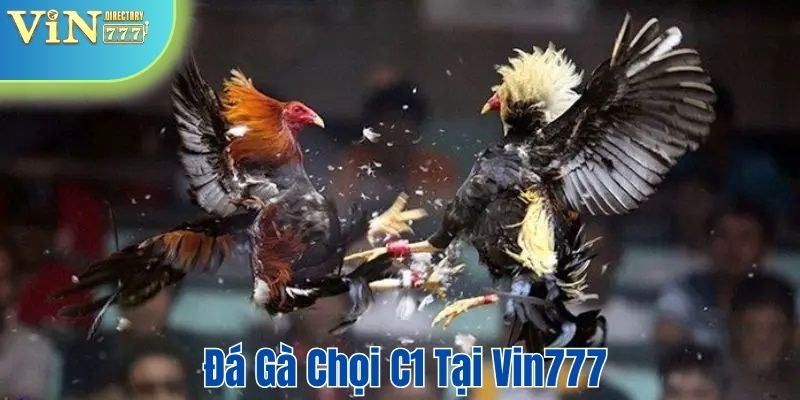 Đá gà chọi C1 tại Vin777